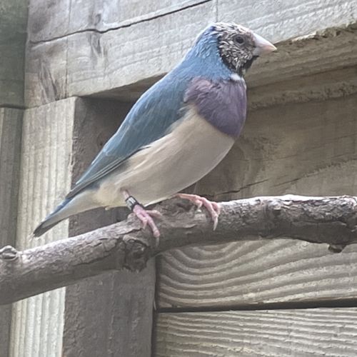 Diamant de gould bleu