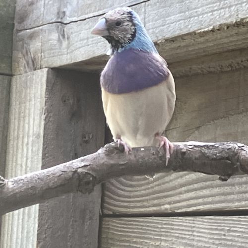 Diamant de gould bleu #2