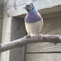 Diamant de gould bleu #2