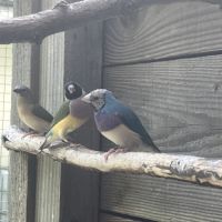 Diamant de gould bleu #3