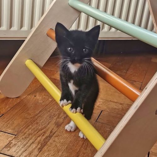 Chat luna à l adoption