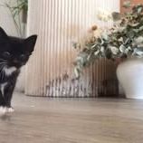Chat luna à l adoption #2