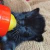 Chat luna à l adoption #3