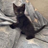 Chat jasper à la réservation