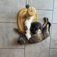 Chat blue à l adoption #1