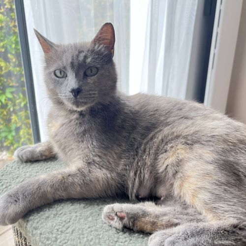 Chat blue à l adoption