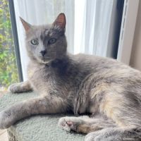 Chat blue à l adoption