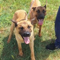Chiens tic et tac à l adoption