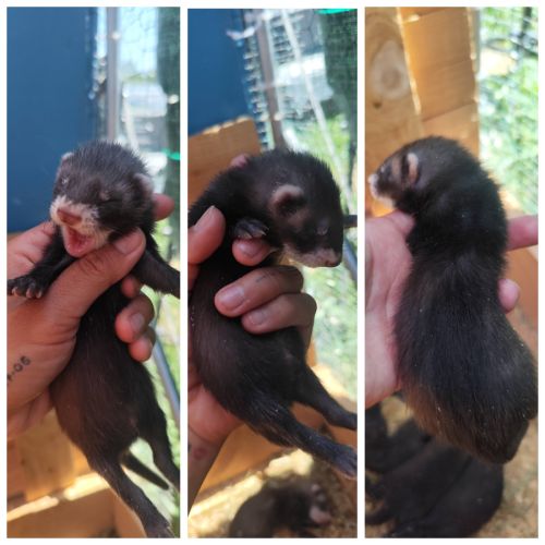 Furetons furet