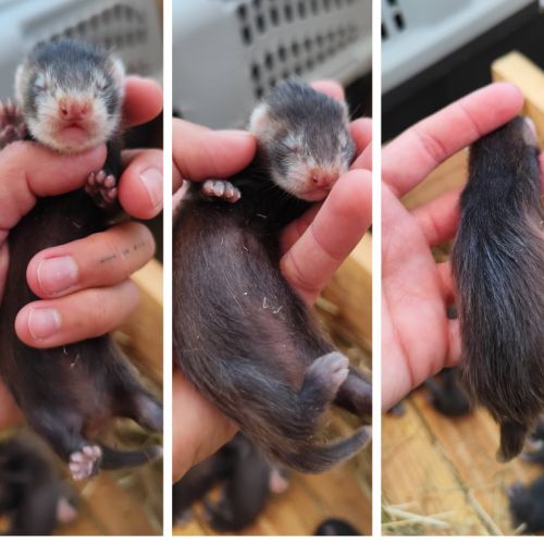 Furetons furet #4