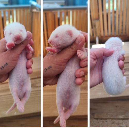 Furetons furet #5