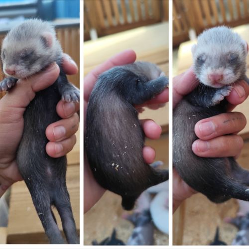 Furetons furet #6