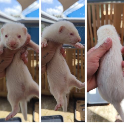 Furetons furet #7