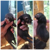Furetons furet #0