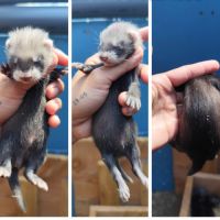 Furetons furet #2