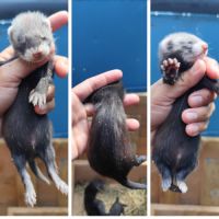 Furetons furet #3