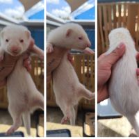 Furetons furet #7