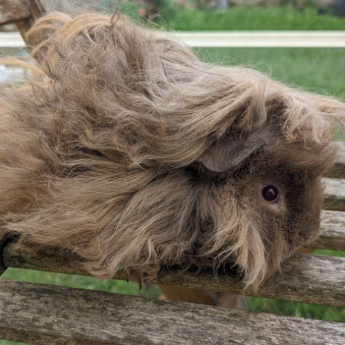 Bébé cochon d'inde lunkarya mâle #3