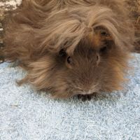 Bébé cochon d'inde lunkarya mâle