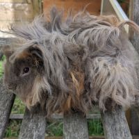 Bébé cochon d'inde lunkarya mâle #2