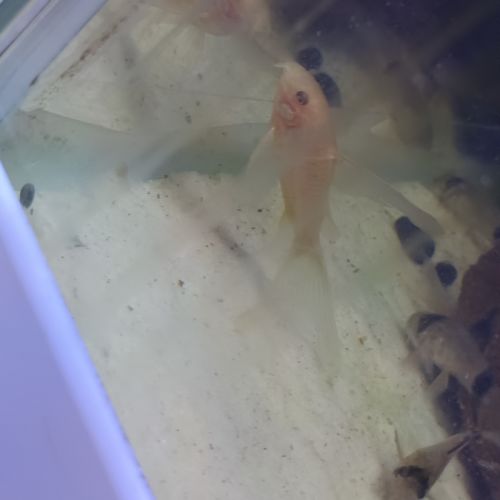 Corydoras paleatus albinos a voile #0