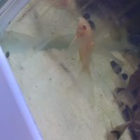 Corydoras paleatus albinos a voile