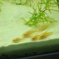 Corydoras paleatus albinos a voile #2