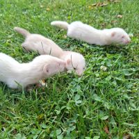 Furetons disponibles