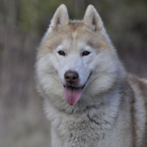 Lena, belle femelle husky à placer #1