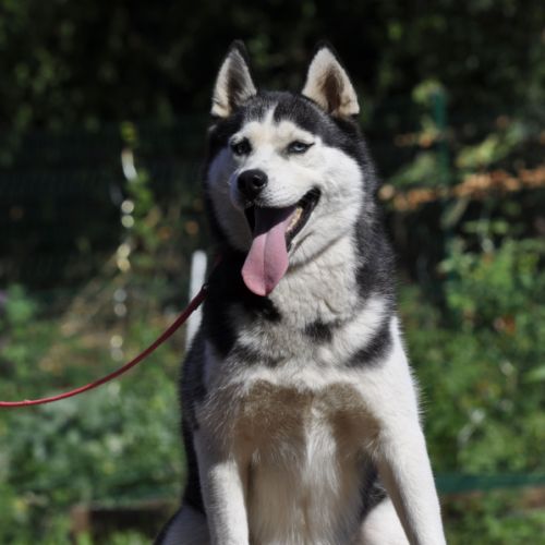 Lena, belle femelle husky à placer #2