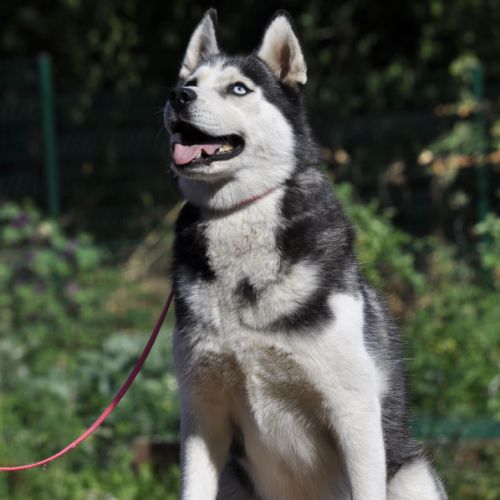 Lena, belle femelle husky à placer #0
