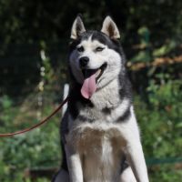 Lena, belle femelle husky à placer #2