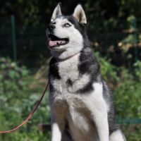 Lena, belle femelle husky à placer