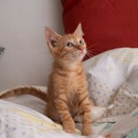 Niro #6