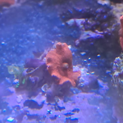 Discozoma rouge #2