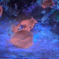 Discozoma rouge #0