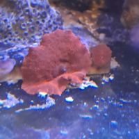 Discozoma rouge #3