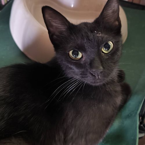 Bagheera à l'adoption #0