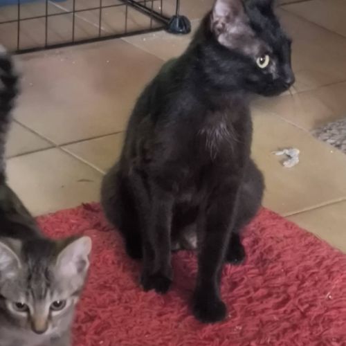 Bagheera à l'adoption #2