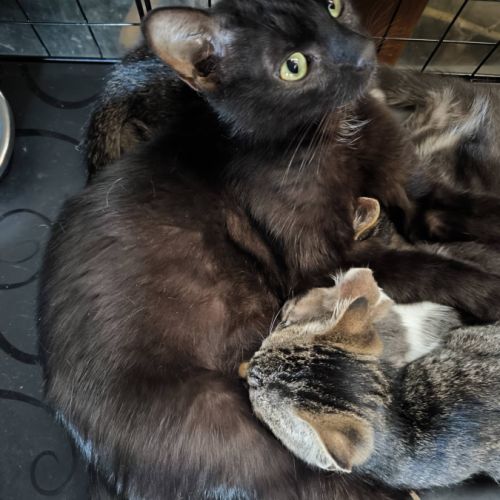 Bagheera à l'adoption #3