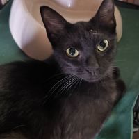 Bagheera à l'adoption