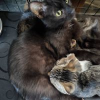 Bagheera à l'adoption #3