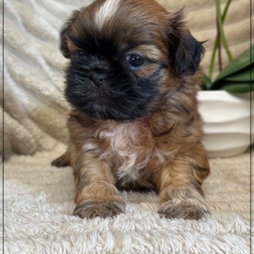 Brownie, mâle type shih tzu fauve uni #1