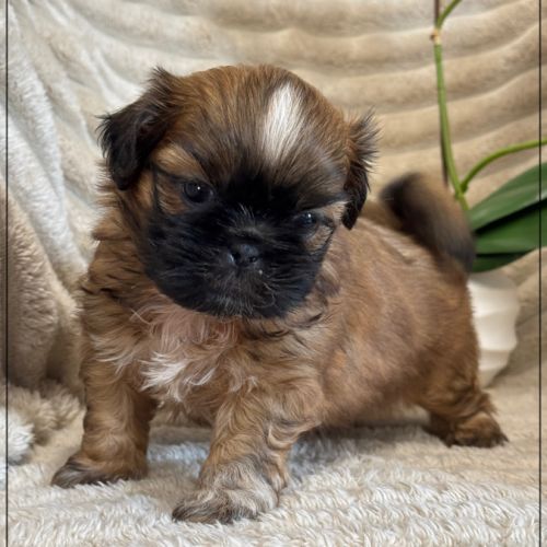 Brownie, mâle type shih tzu fauve uni