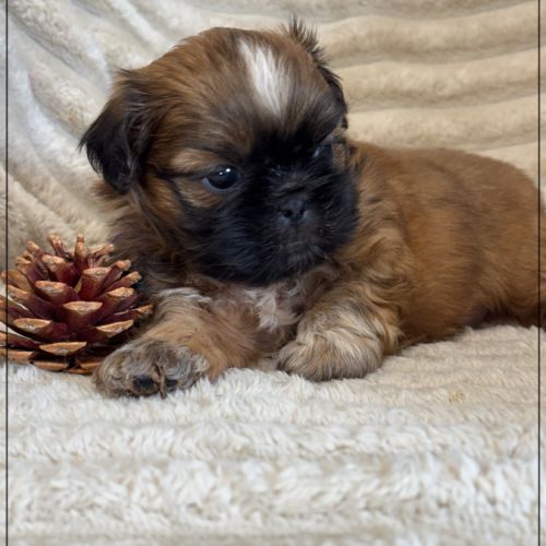 Brownie, mâle type shih tzu fauve uni #3