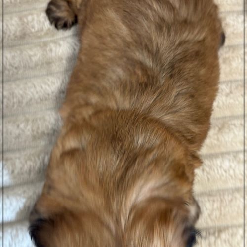 Brownie, mâle type shih tzu fauve uni #5
