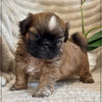 Brownie, mâle type shih tzu fauve uni
