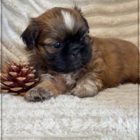 Brownie, mâle type shih tzu fauve uni #3