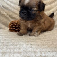 Brownie, mâle type shih tzu fauve uni #4