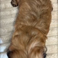 Brownie, mâle type shih tzu fauve uni #5